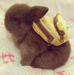 Meet your Posher, Kyra